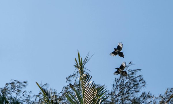 Avis cbd weed side story : découvrez des produits de qualité